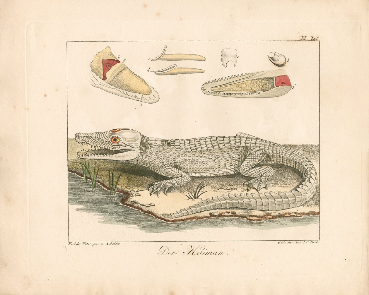 Le caïman (gravure coloriée à la main) - Ambrosius Gabler