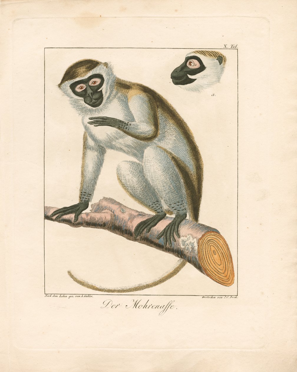The Moor Monkey (gravure sur cuivre coloriée à la main) - Ambrosius Gabler