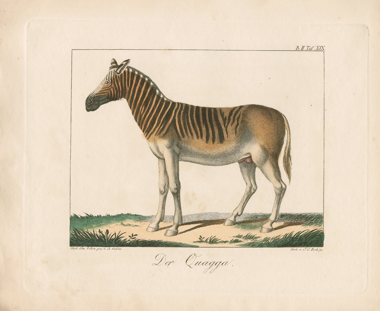 Le Quagga (lithographie coloriée à la main) - Ambrosius Gabler
