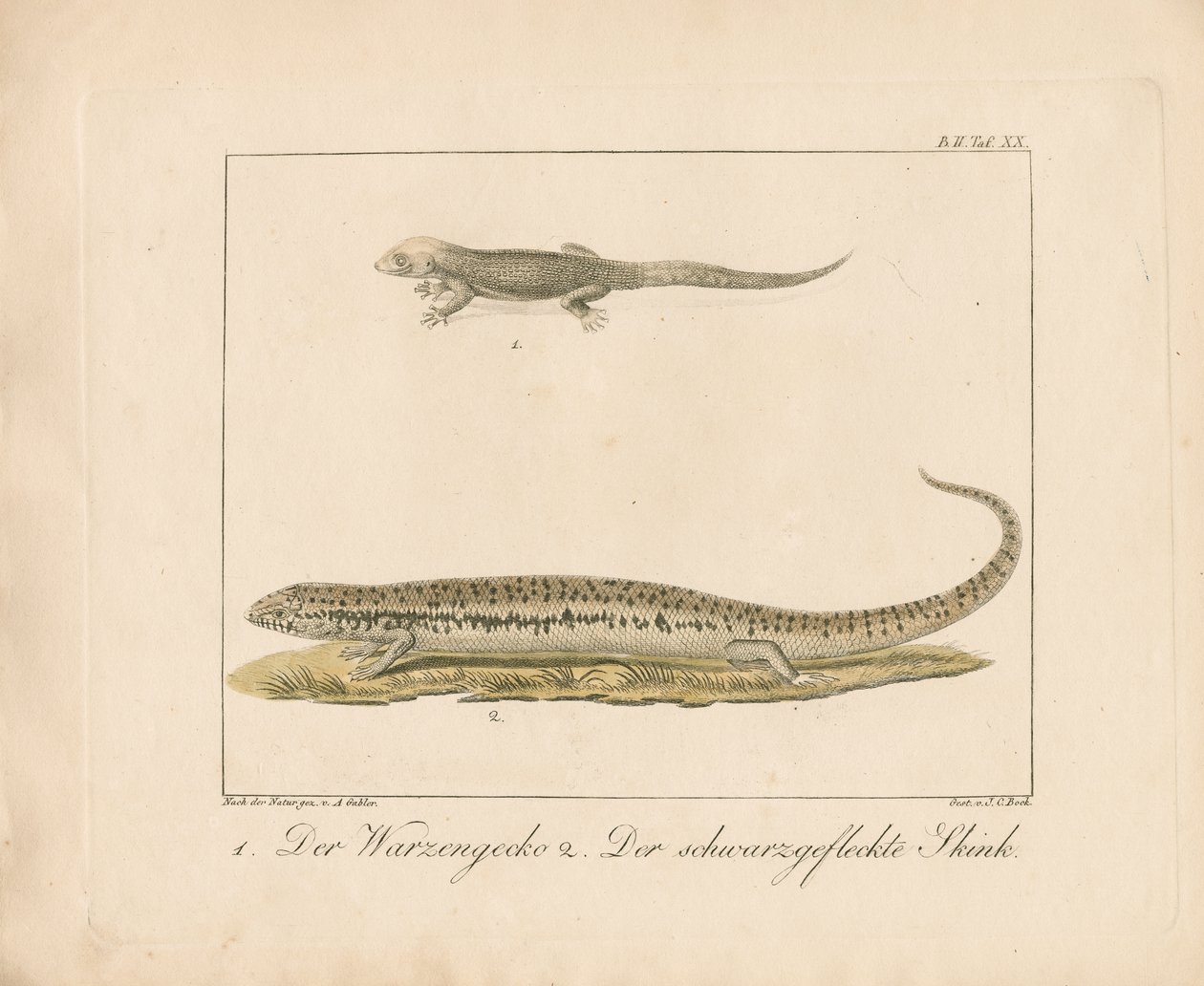 Gecko turc et scinque ocellée (gravure sur cuivre coloriée à la main) - Ambrosius Gabler