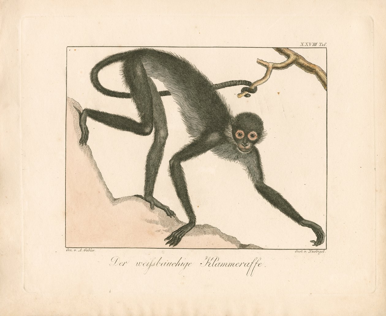 Singe-araignée à ventre blanc (gravure sur cuivre coloriée à la main) - Ambrosius Gabler