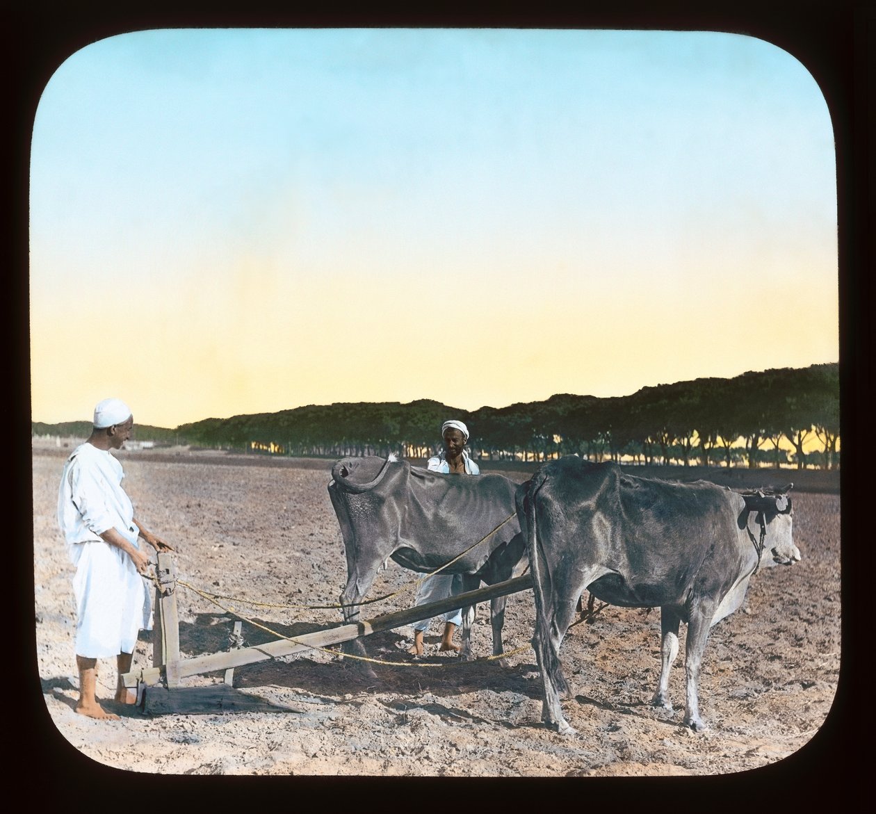Égypte - Hommes labourant - American Photographer