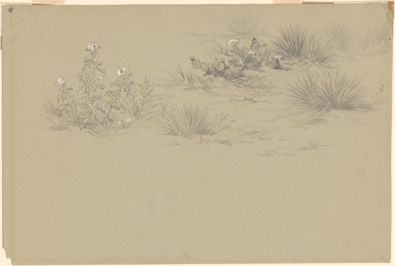 Buisson en Fleurs et Plantes du Désert - American 19th Century after John Frederick Kensett