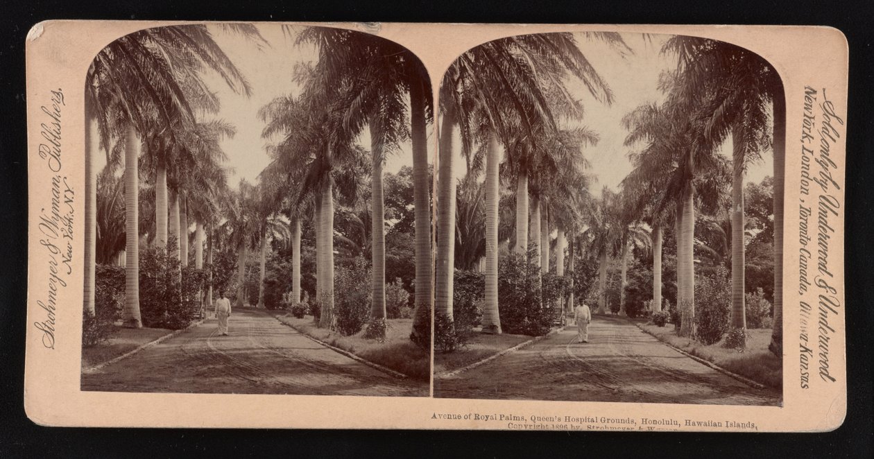 Avenue des palmiers royaux, terrain de l