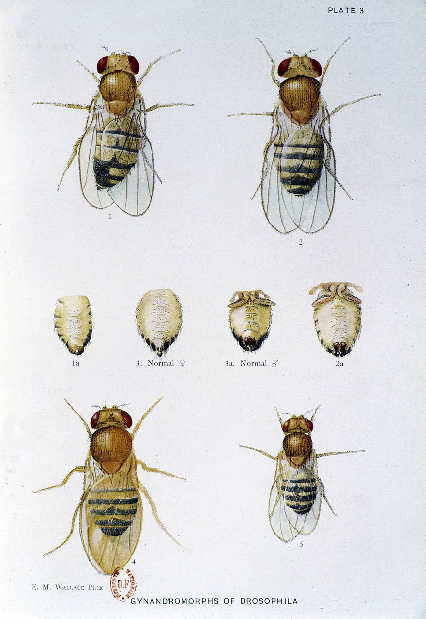 Abeilles - dans "Contributions à la génétique de Drosophila melanogaster", Thomas H. Morgan - American School