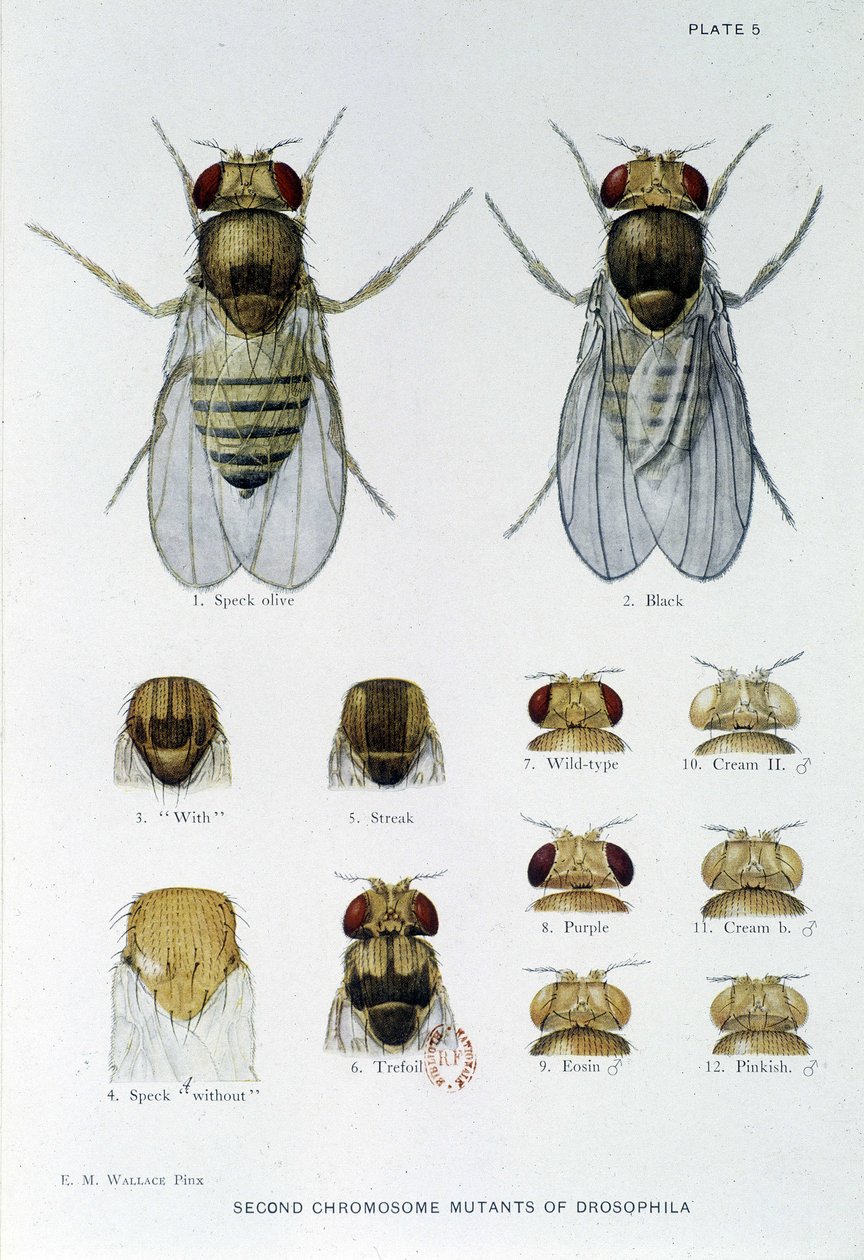 Abeilles - dans "Contributions à la génétique de Drosophila melanogaster" par Thomas H. Morgan - American School
