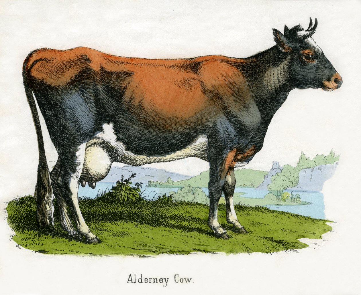 Vache d