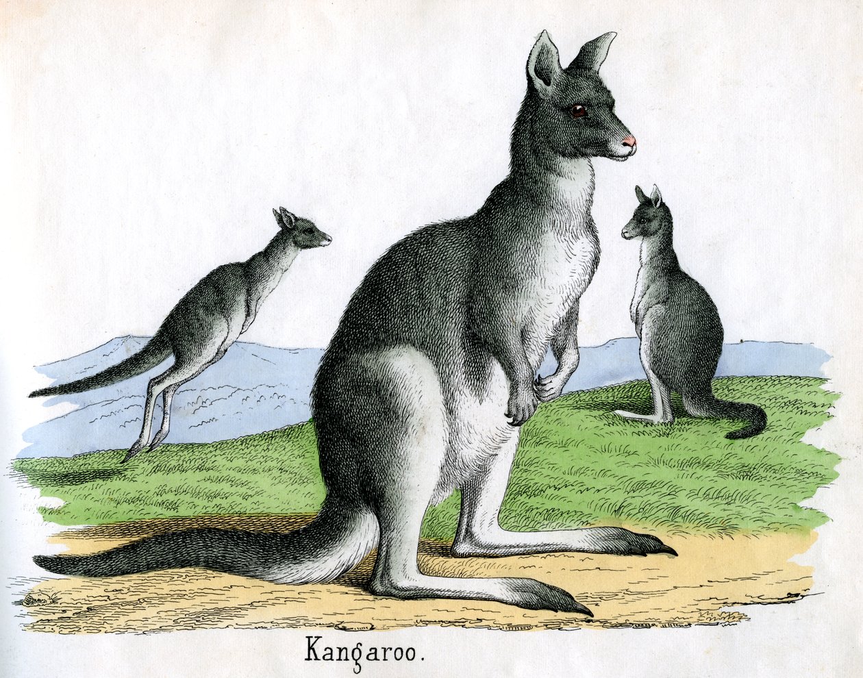 Estampe Antique de Kangourous - American School
