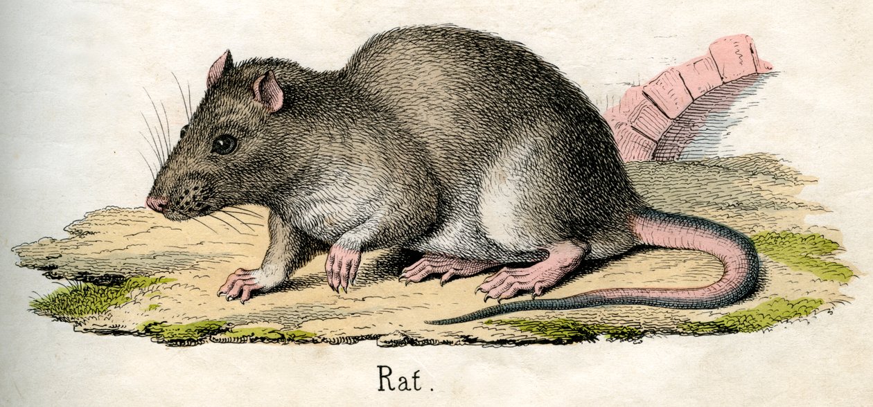 Antique gravure d