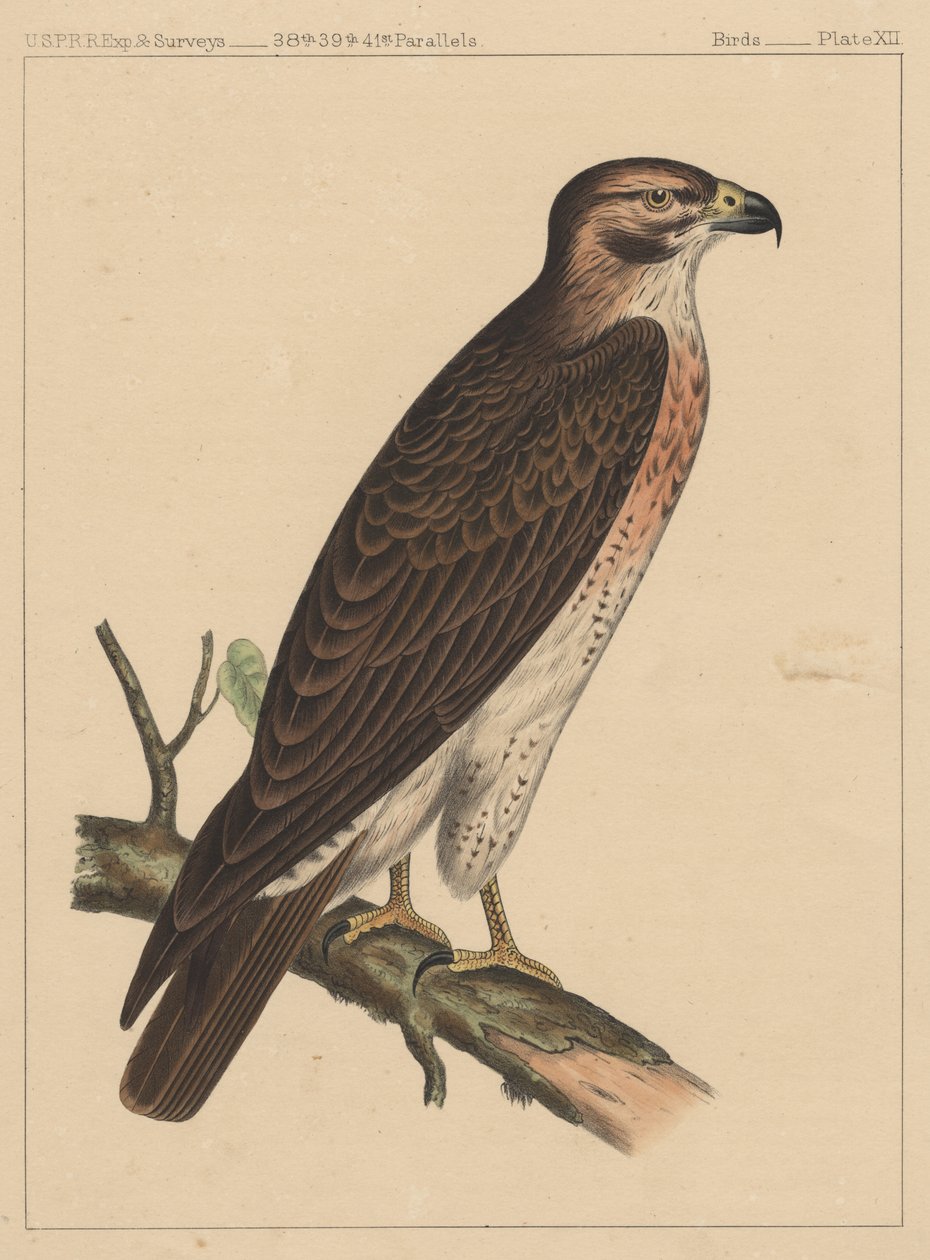 Oiseaux, Planche XII, 1855 - American School