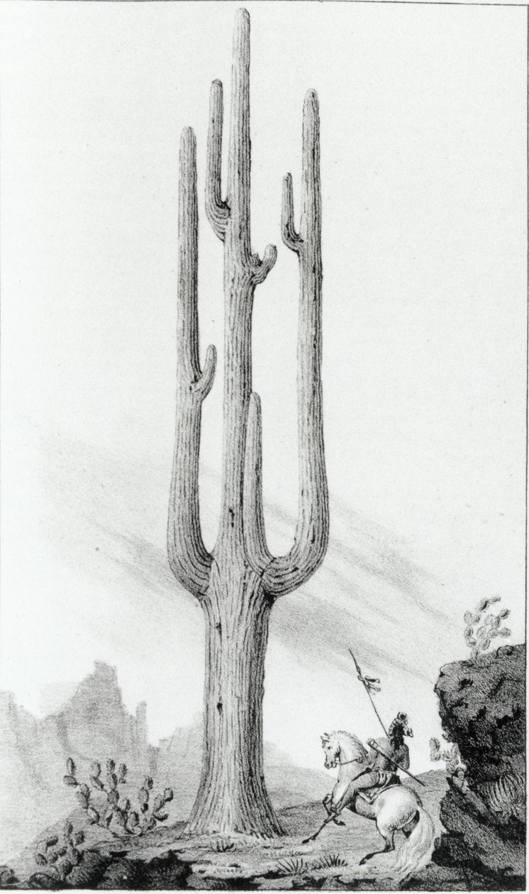 Cereus Giganteus - American School