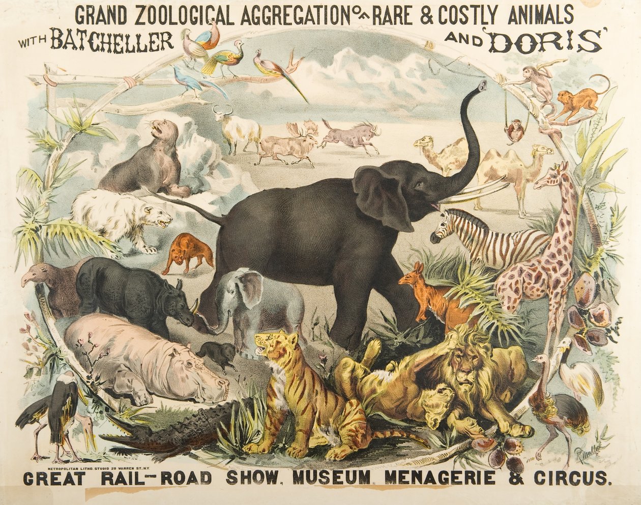 Grande Agrégation Zoologique d