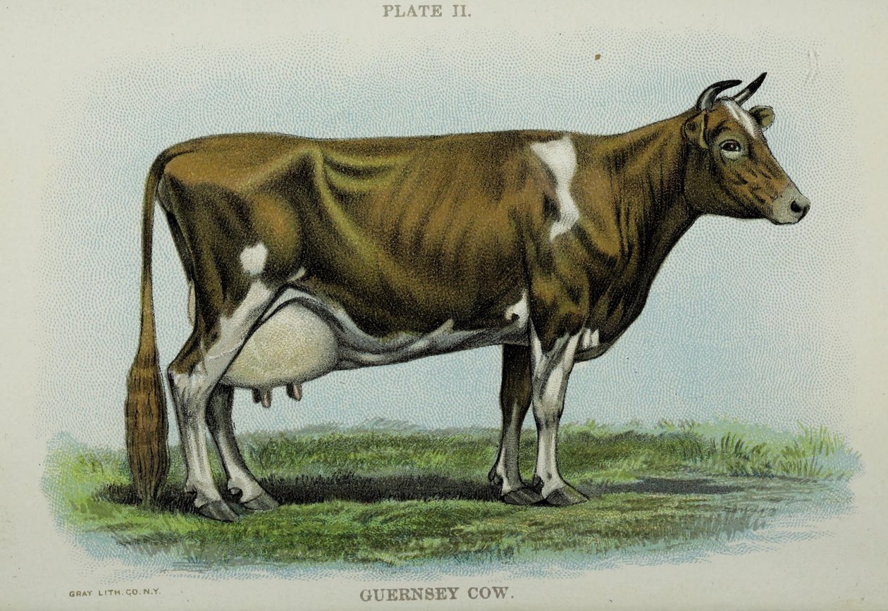 Vache Guernesey, du 