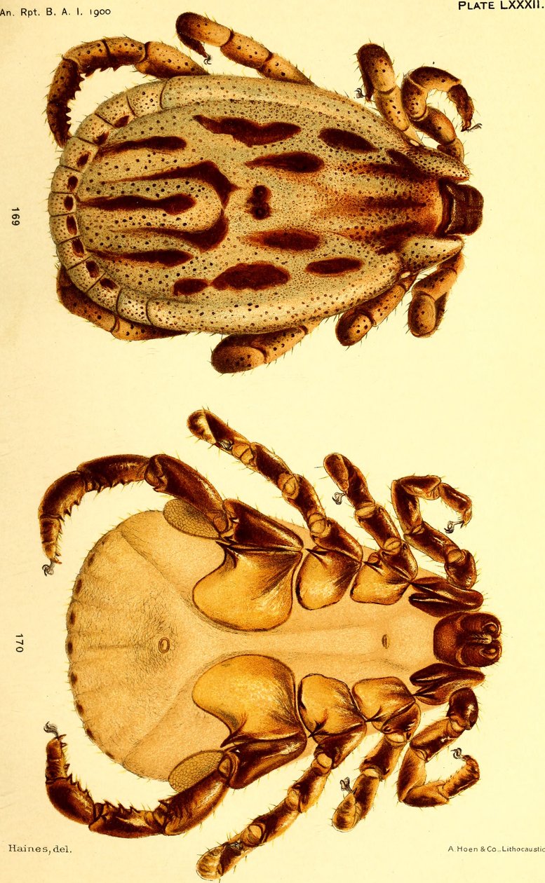 Dermacentor reticulatus mâle, illustration de "Cattle ticks (Ixodoidea) of the United States" - American School