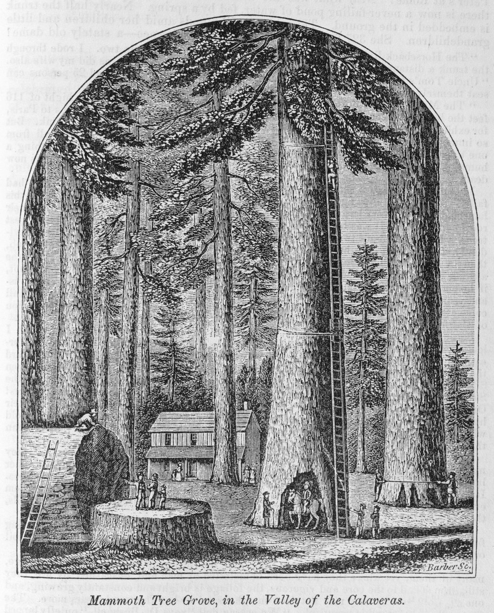 Bosquet d