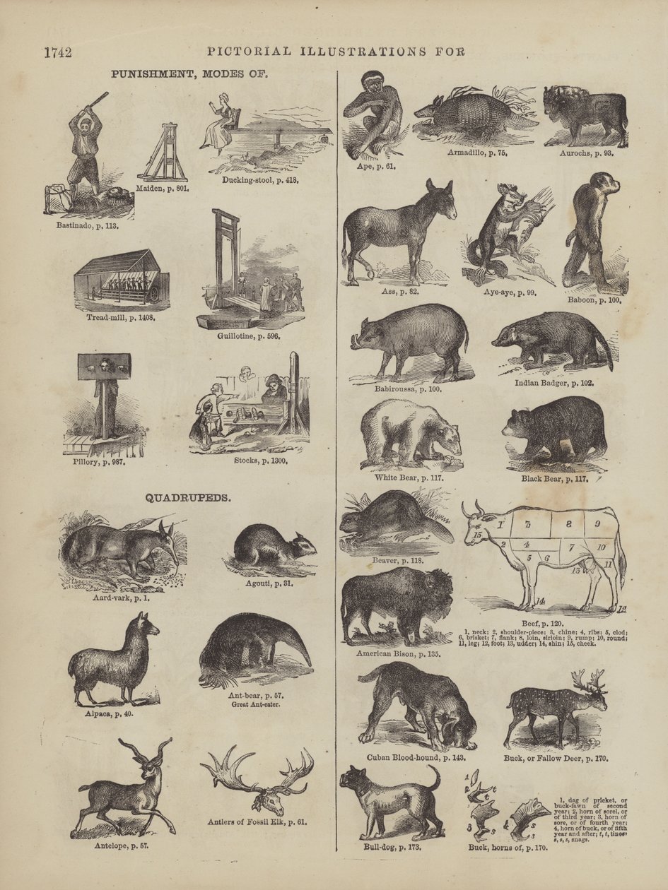 Page du Webster