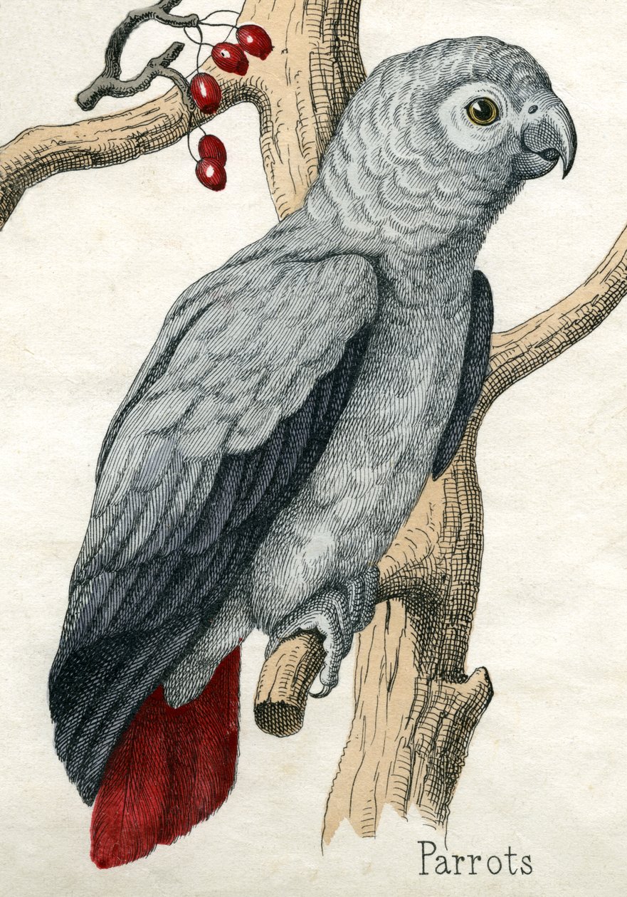 Perroquet, de L