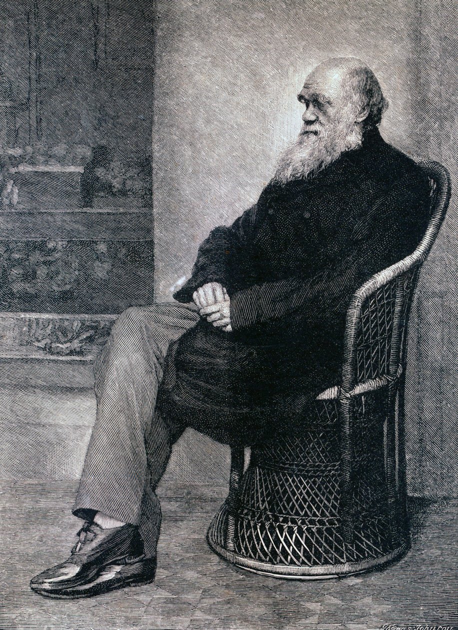 Portrait de Charles Darwin - American School