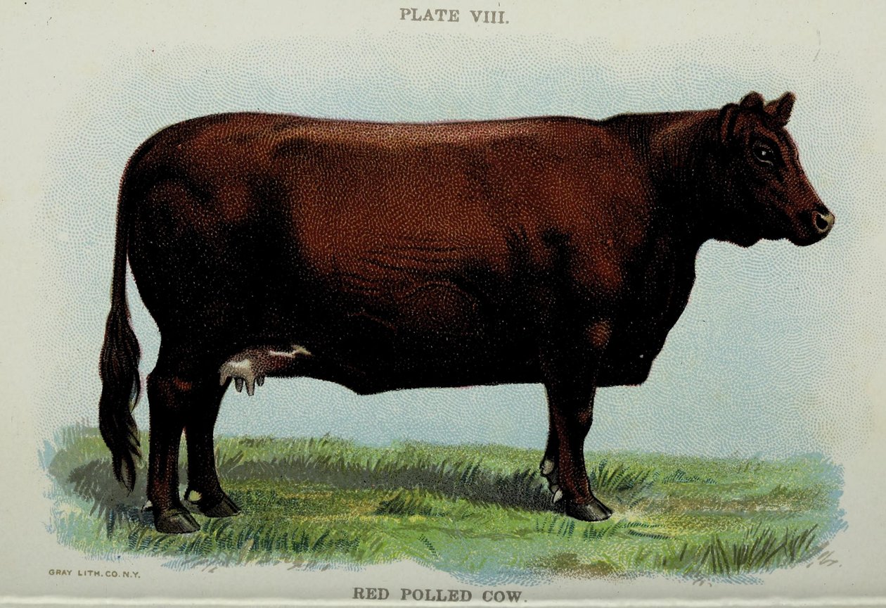 Vache rouge, du 