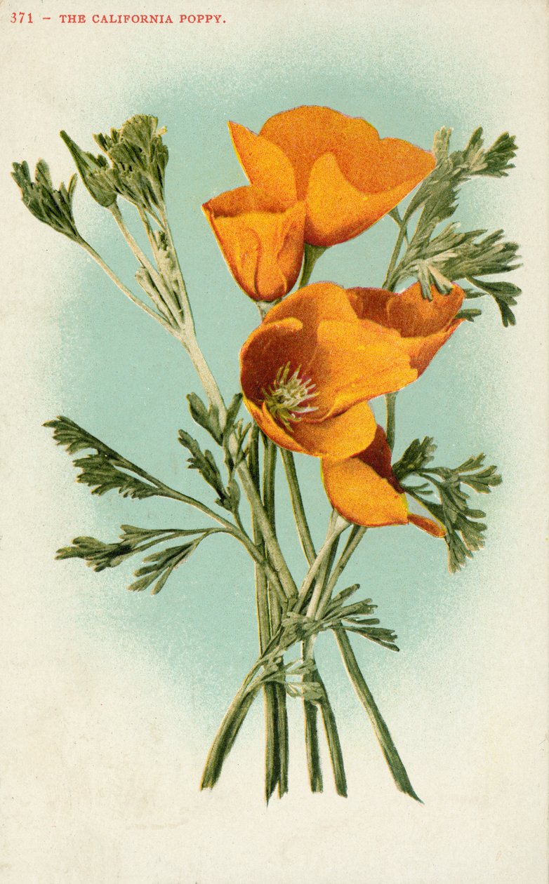 Le pavot de Californie (lithographie couleur) - American School