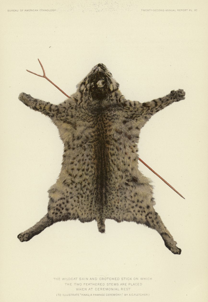 La peau de chat sauvage et le bâton crochu sur lequel les deux tiges de plumes sont placées lors du repos cérémoniel (lithographie en couleur). - American School