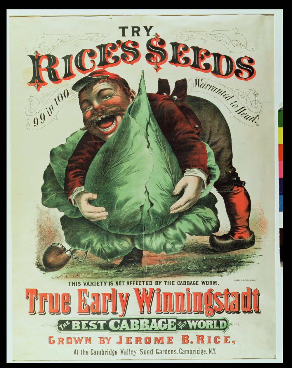 Essayez les graines de Rice, le meilleur chou du monde - American School