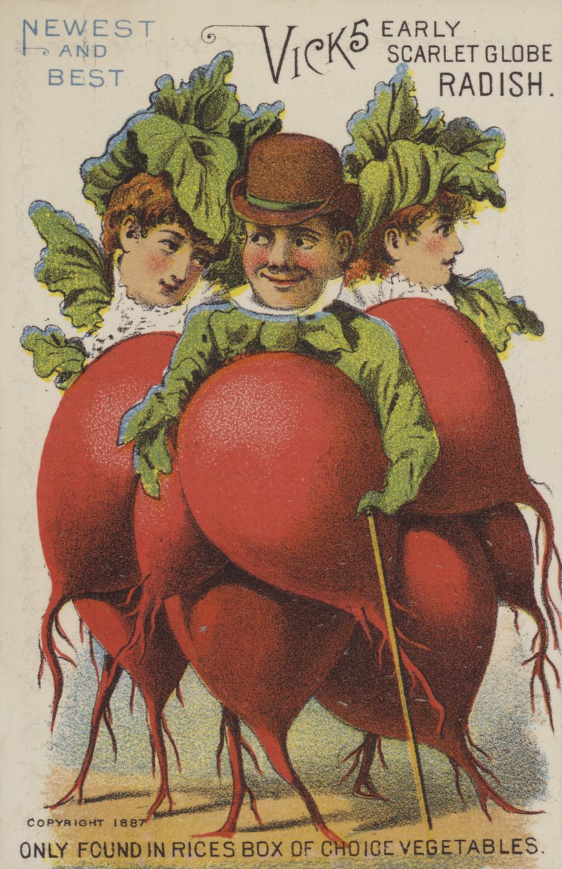 Vicks Early Scarlet Globe Radish (chromolitho) - American School