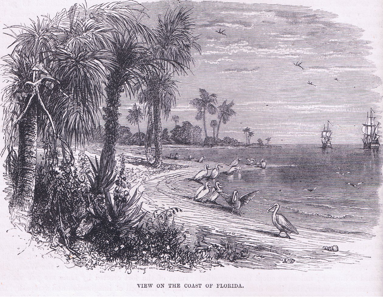 Vue de la côte de la Floride, illustration de l