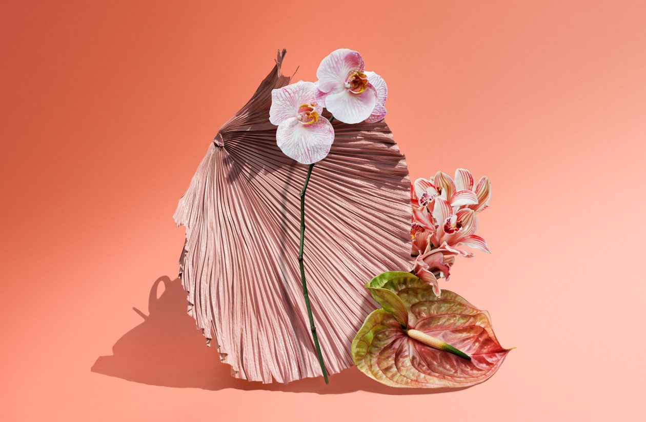 Ikebana 06, 2018 (photography) - Ana Carolina Tavares Mizrahi