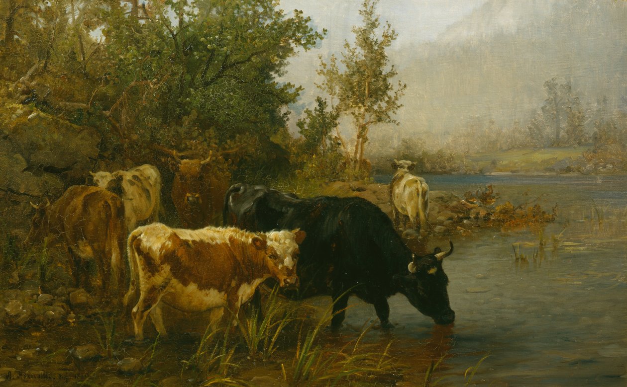 Vaches près de l