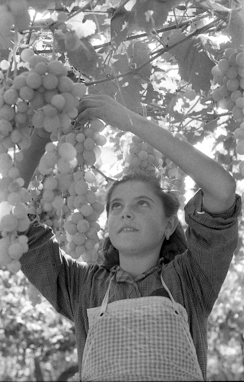 RAISINS AMERS - LE TRÈS JEUNE PERGOLONA - Ando Gilardi