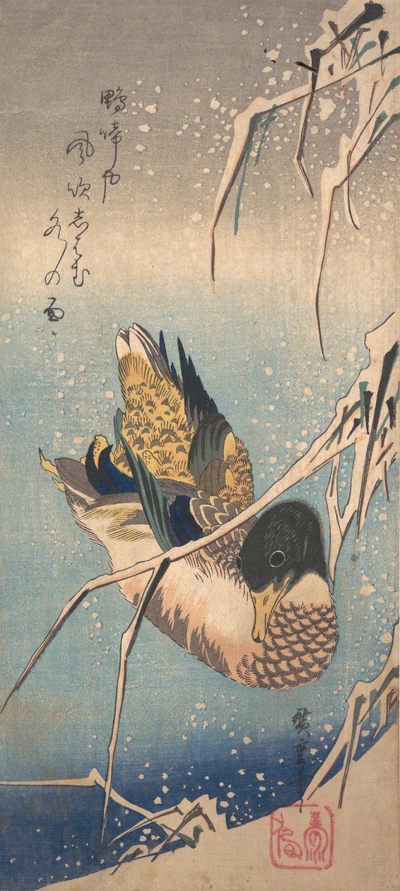Un canard sauvage près d