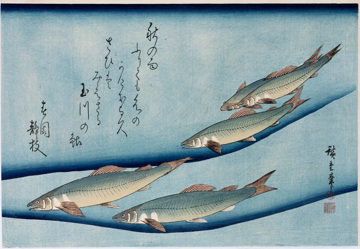 Truite de rivière, de la série Collection de poissons - Ando or Utagawa Hiroshige
