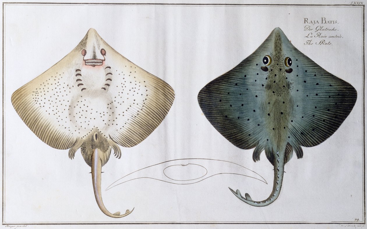 Patin : pub. par Black, c.1790 - Andreas Ludwig Kruger