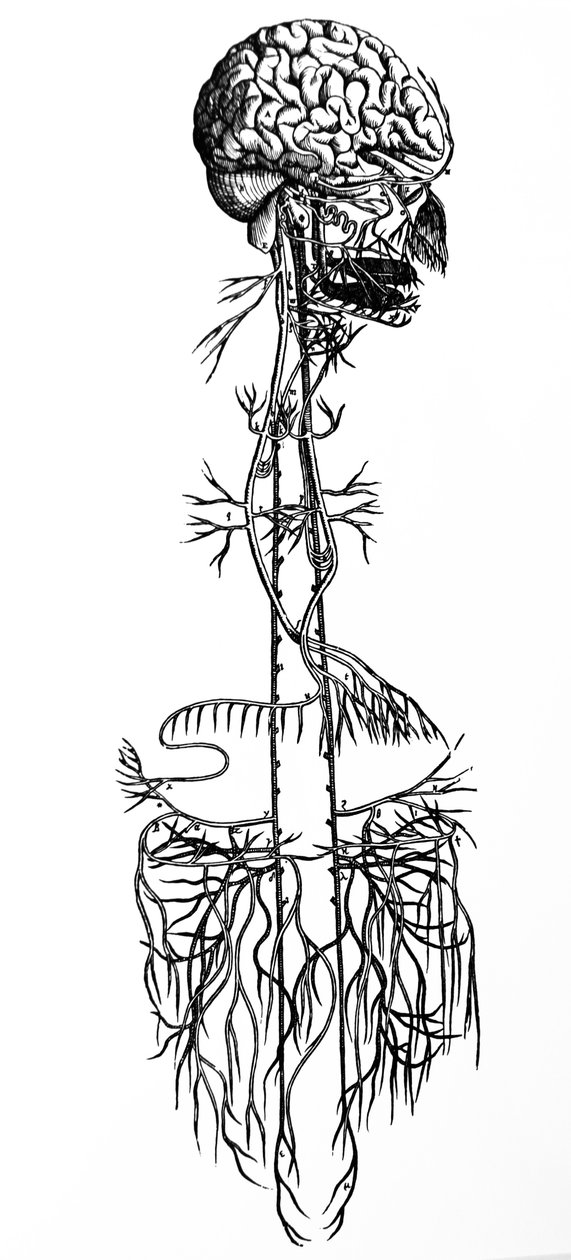 Les planches du quatrième livre de De Humani Corporis Fabrica - Andreas Vesalius