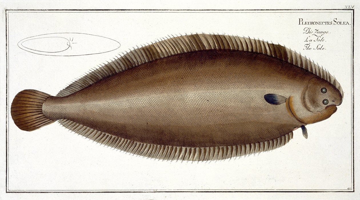 Sole de Douvres (Solea Solaea) planche XLV de 