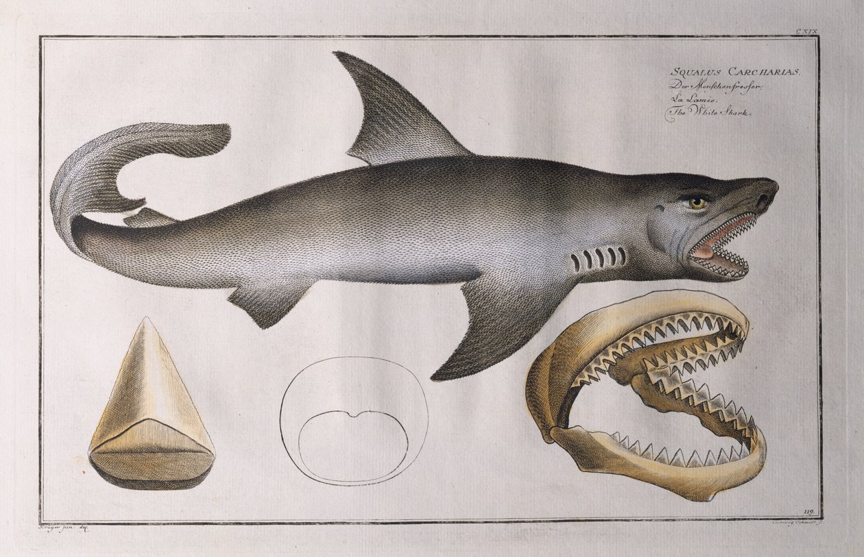 Requin blanc: pub. par Black, c.1790 - Andreas Ludwig Kruger