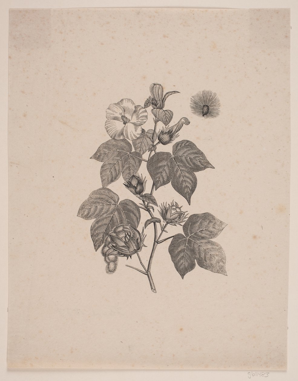 Plante de coton - Andreas Flinch