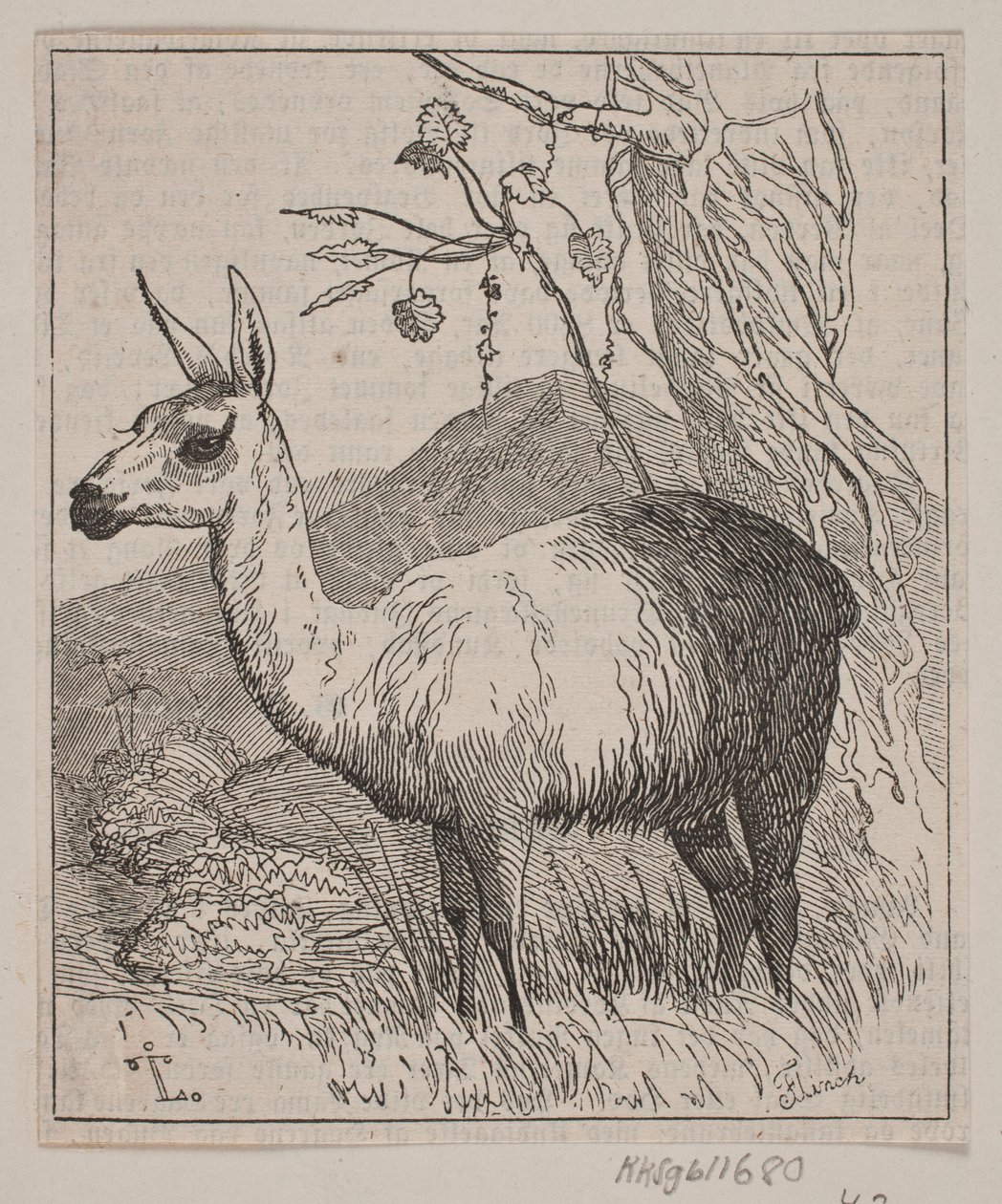 Un lama - Andreas Flinch