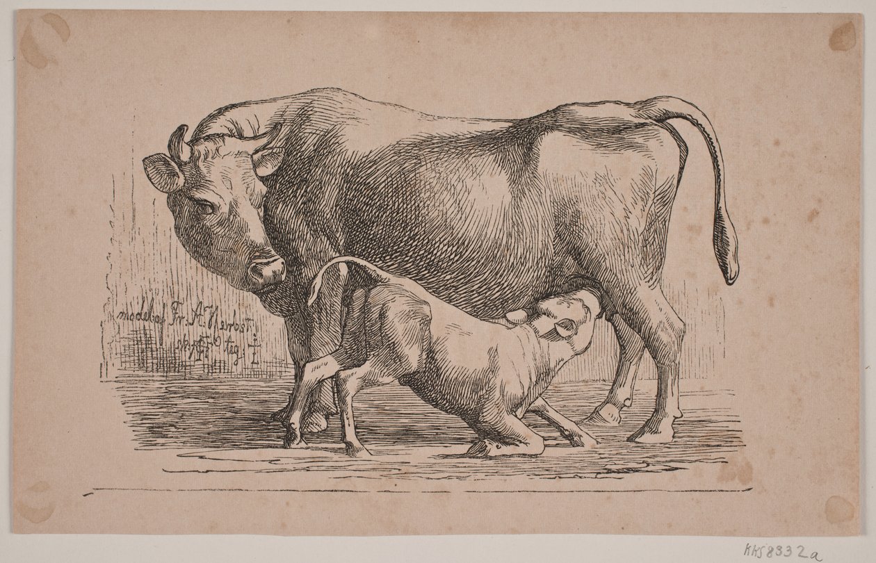 La vache et le veau - Andreas Flinch