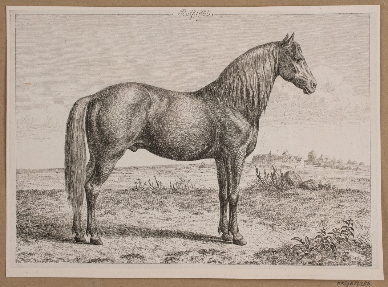 Rolf. Un cheval dans un champ - Andreas Peter Madsen