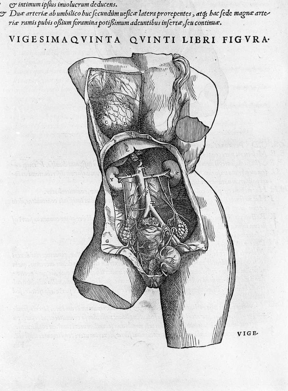 Planche anatomique d