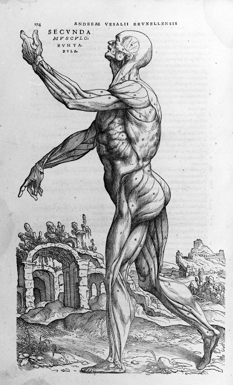 André Vésale (1514 - 1564), médecin de Charles V. « Humani corporis fabrica libri septem », Bâle 1543. - Andreas Vesalius
