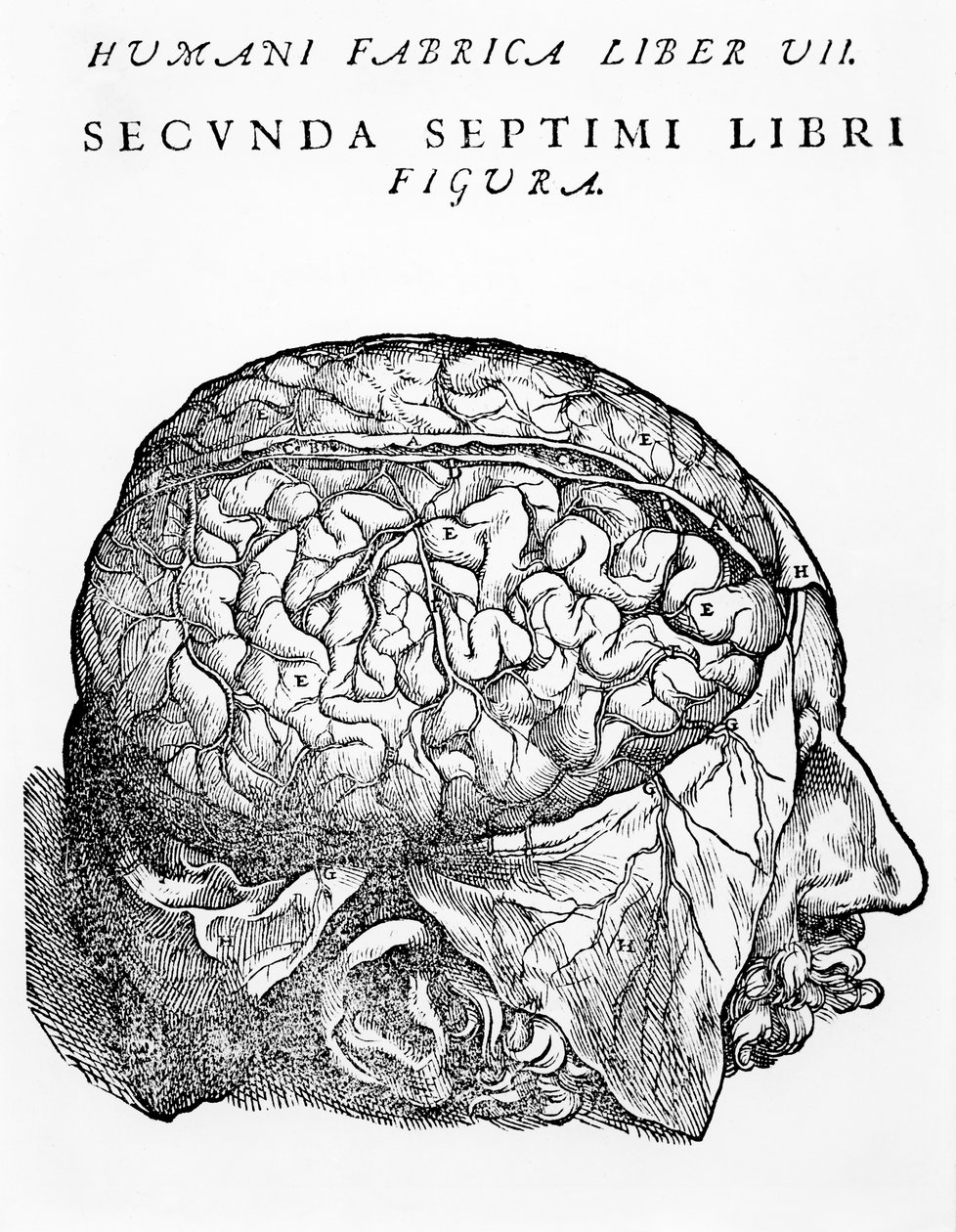 Le cerveau, illustration de 