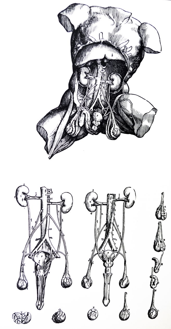 Les planches du cinquième livre de De Humani Corporis Fabrica - Andreas Vesalius