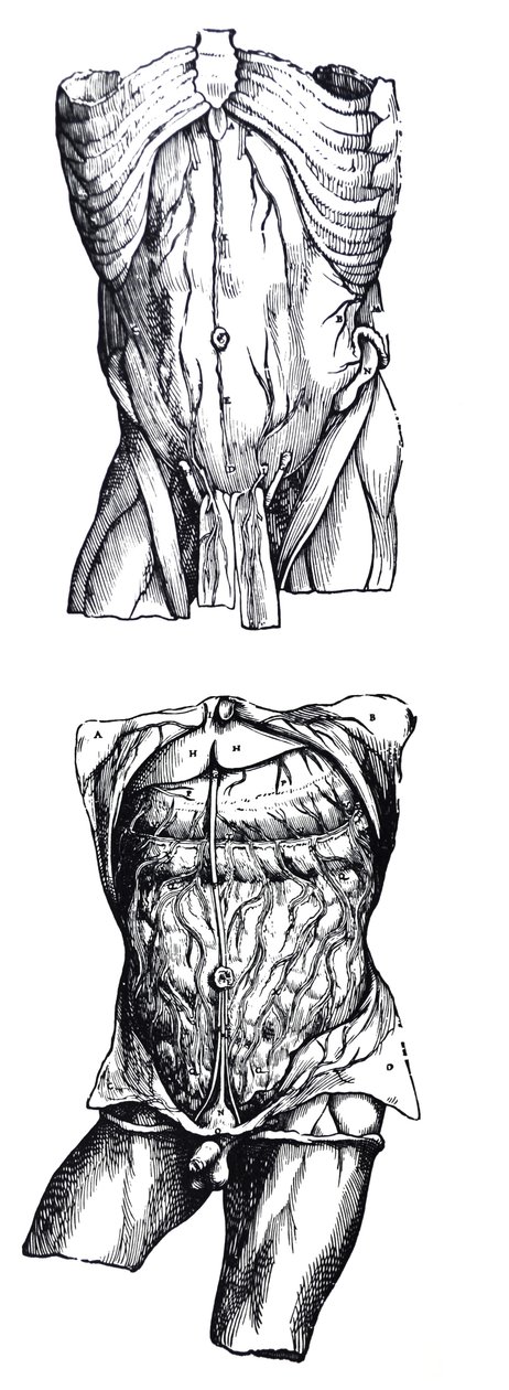 Les planches du cinquième livre de De Humani Corporis Fabrica - Andreas Vesalius