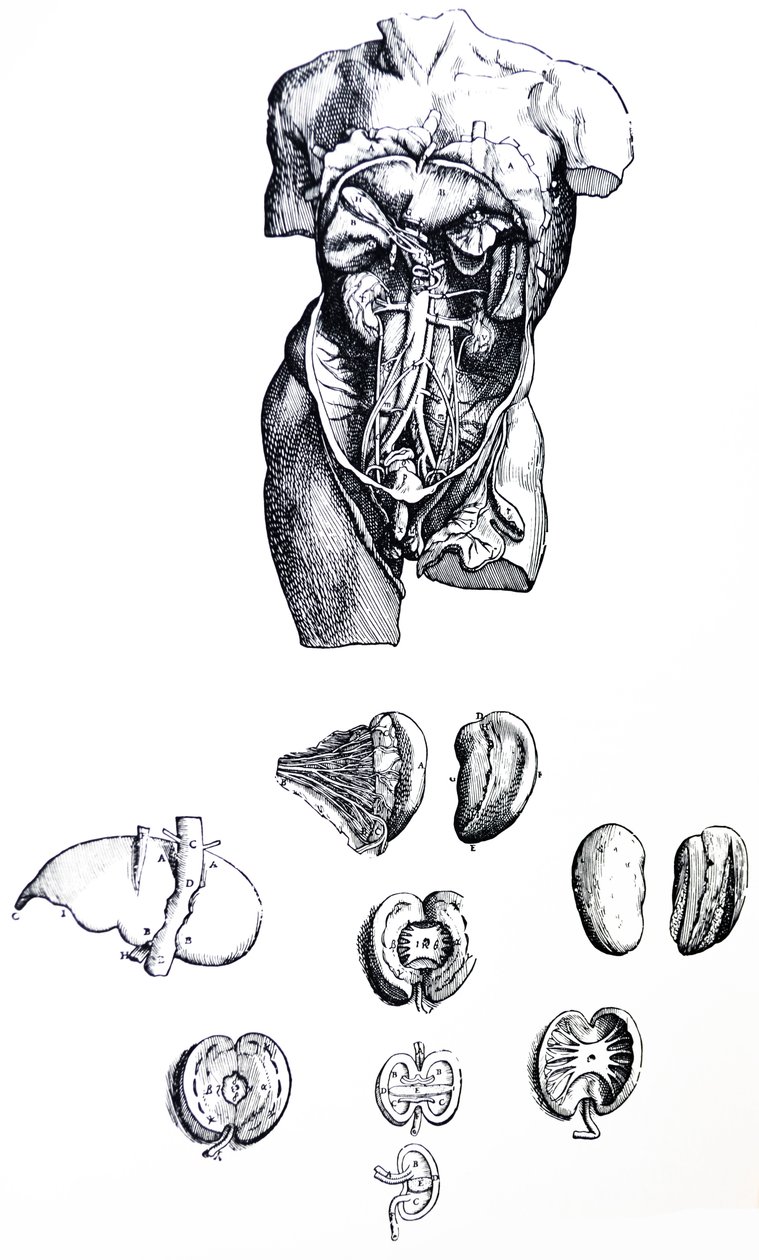 Les planches du cinquième livre de De Humani Corporis Fabrica - Andreas Vesalius