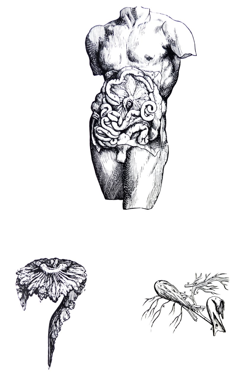 Les Planches du Cinquième Livre de De Humani Corporis Fabrica - Andreas Vesalius