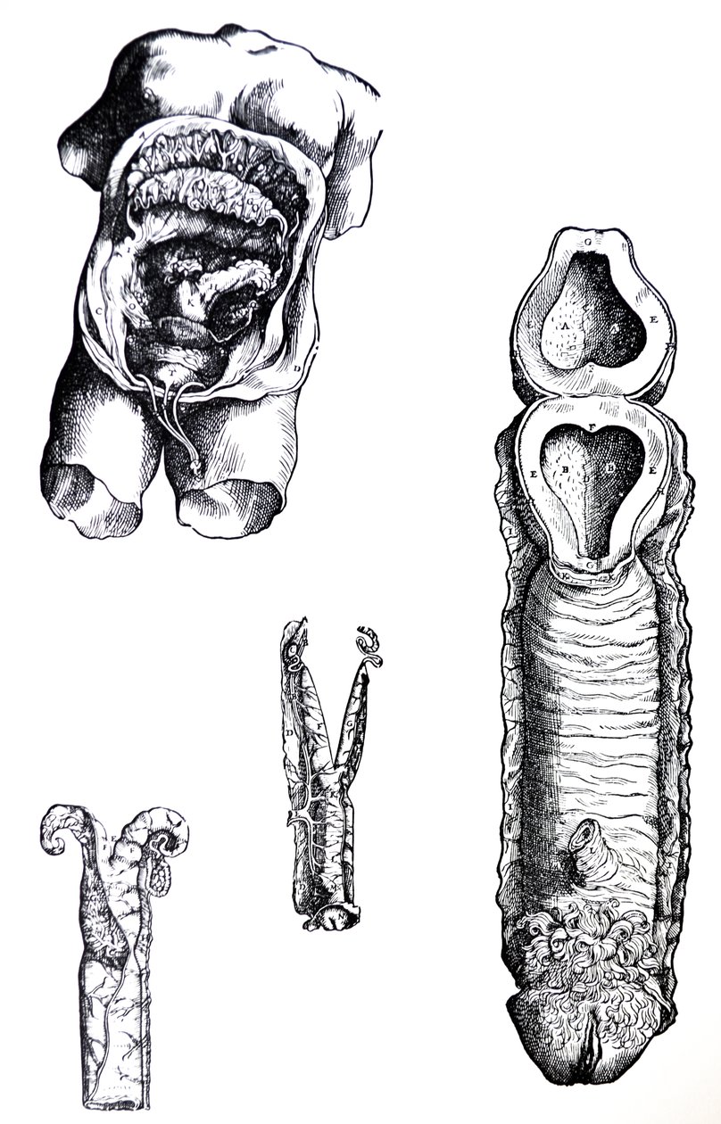 Les planches du cinquième livre de De Humani Corporis Fabrica - Andreas Vesalius