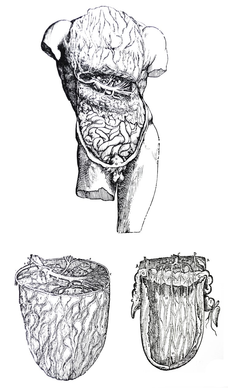 Les planches du cinquième livre de De Humani Corporis Fabrica - Andreas Vesalius